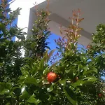 Solive 希马拉